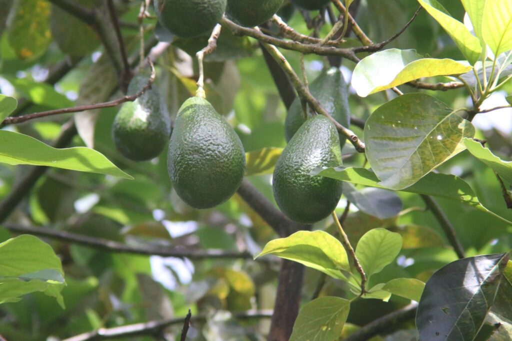 как растет авокадо